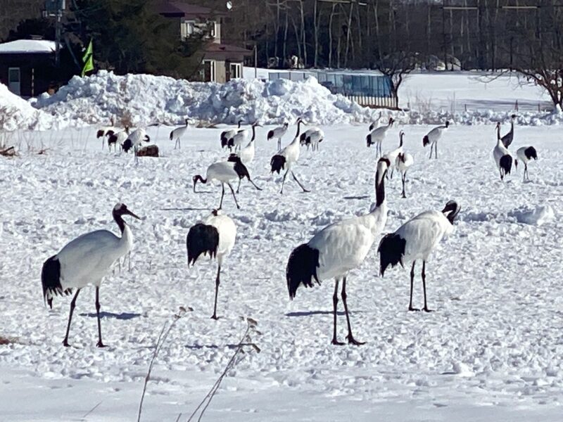 Kushiro, Hokkaido, Japan. Image © PlanetSKI